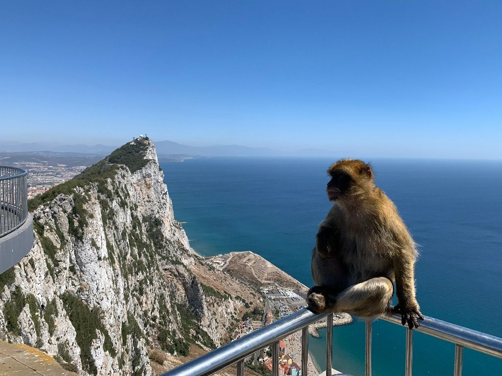 Monkey,At,The,Top,Of,The,Rock,Of,Gibraltar,,Photo