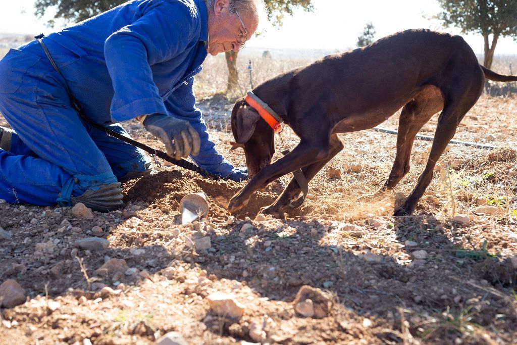 Dog digging a hole on soil where there are black truffles while