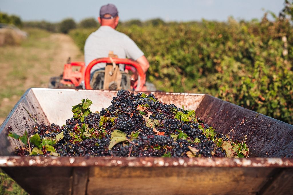 Puglia,/,Italy,-,September,2019:,Seasonal,Harvesting,Of,Primitivo