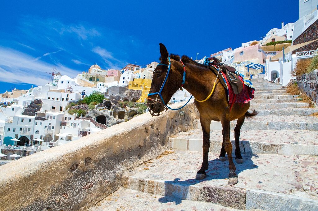 Donkey,Taxis,In,Santorini,,Greece