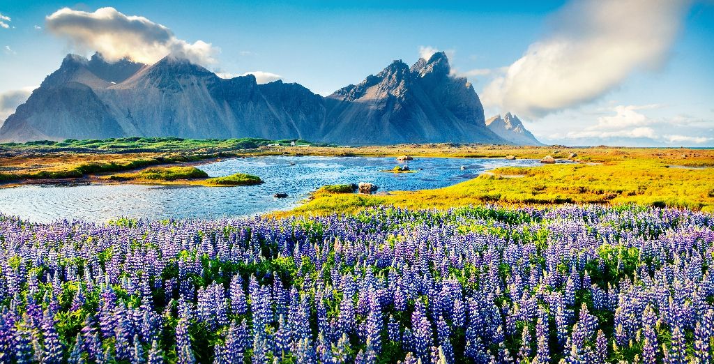 Blooming,Lupine,Flowers,On,The,Stokksnes,Headland.,Colorful,Summer,Panorama