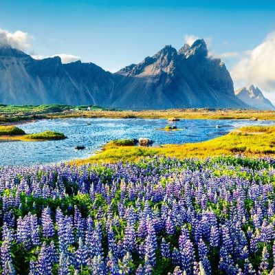 Blooming,Lupine,Flowers,On,The,Stokksnes,Headland.,Colorful,Summer,Panorama
