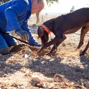 Dog digging a hole on soil where there are black truffles while