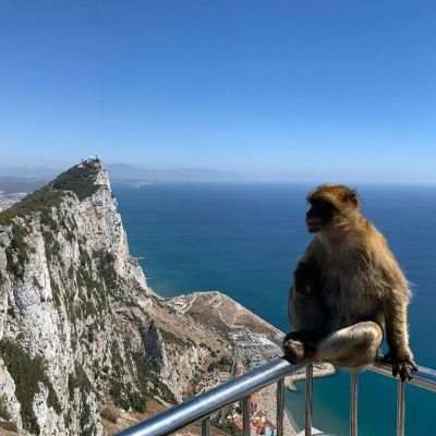 Monkey,At,The,Top,Of,The,Rock,Of,Gibraltar,,Photo