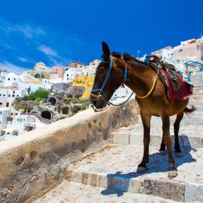 Donkey,Taxis,In,Santorini,,Greece